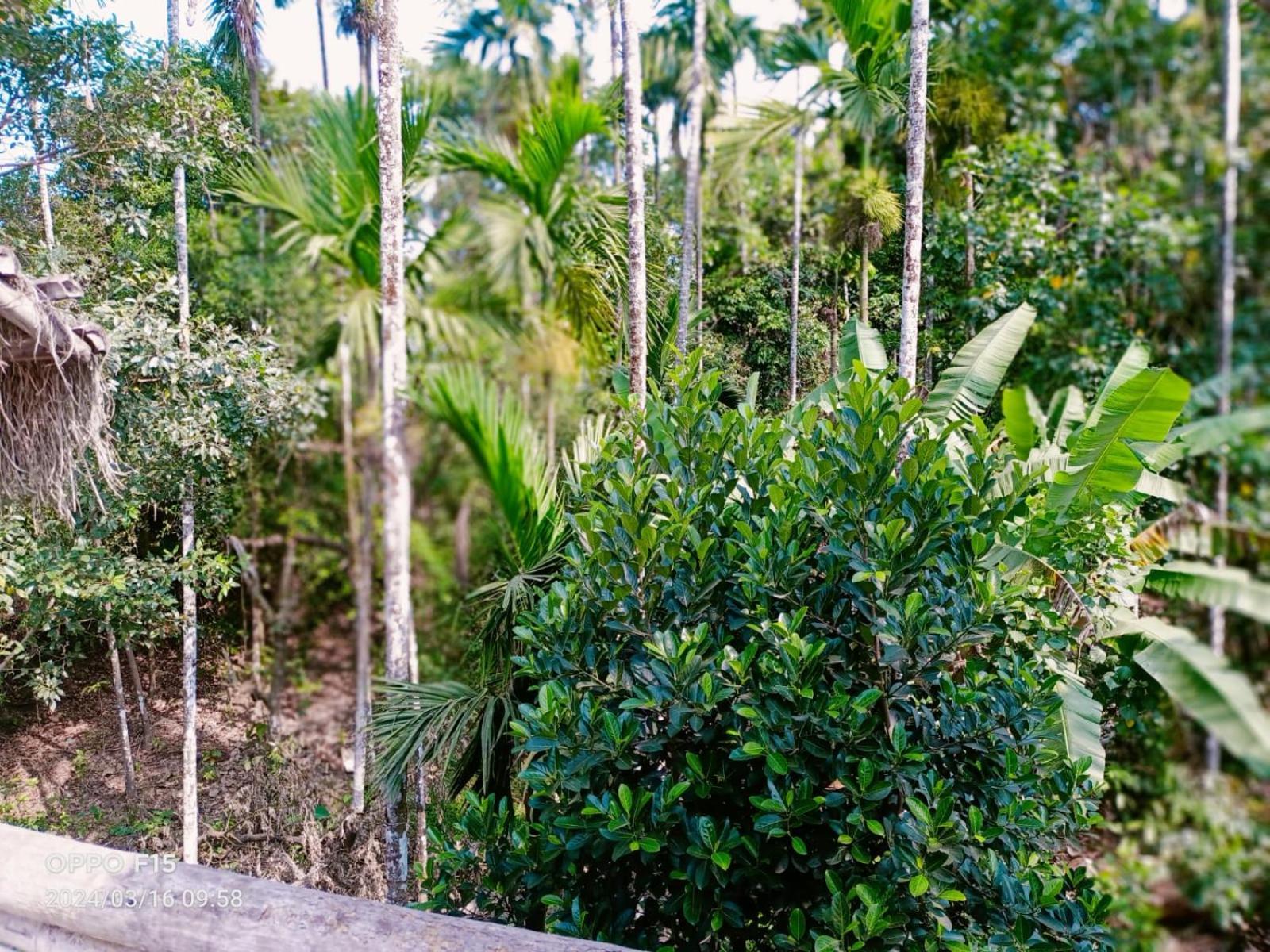 Streaming Valley Independent Coffee Estate Stay Madikeri Zewnętrze zdjęcie